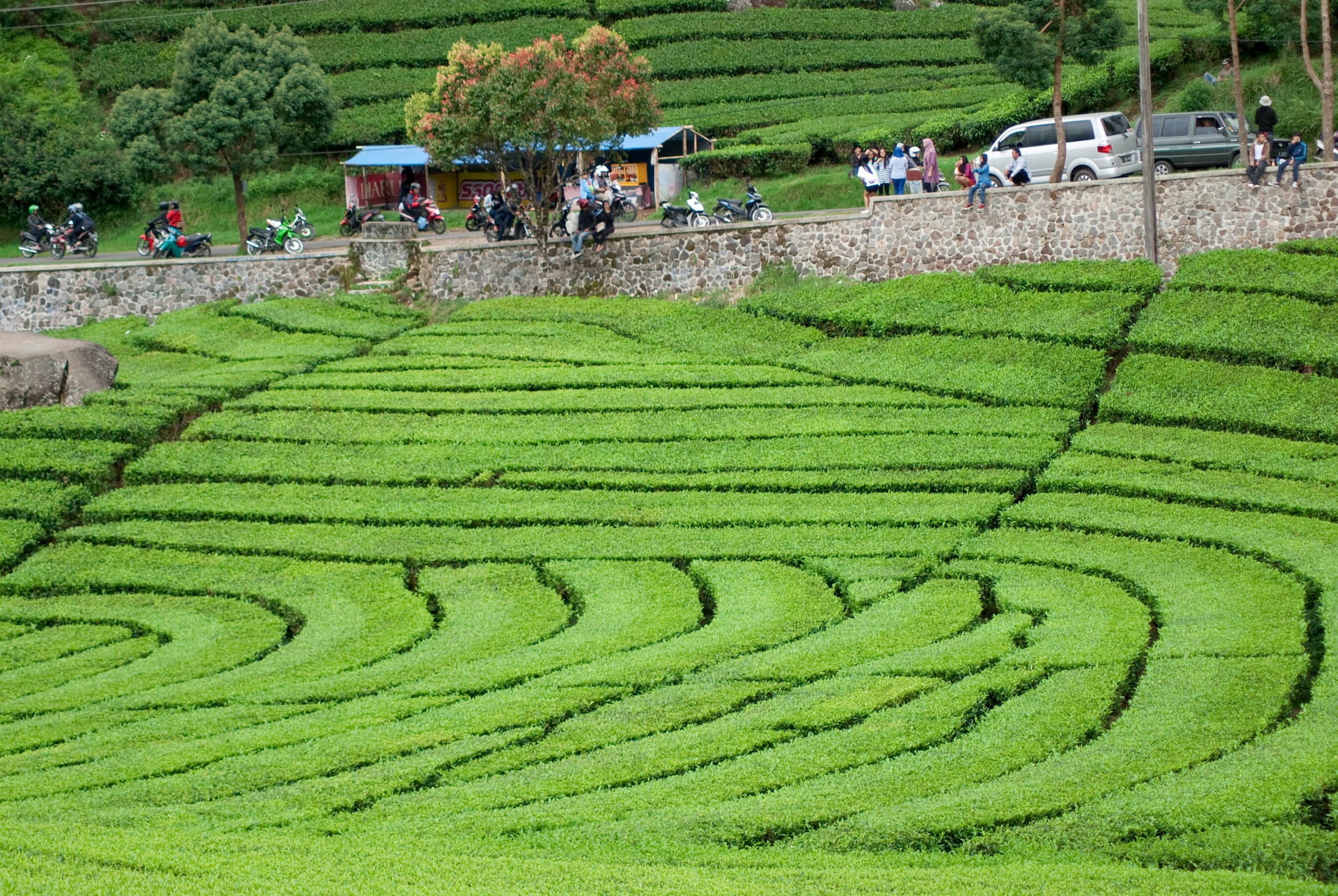 Kebun Teh Ciwalini